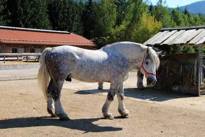 Pferdehof & Reitbetrieb – typische Risiken absichern
